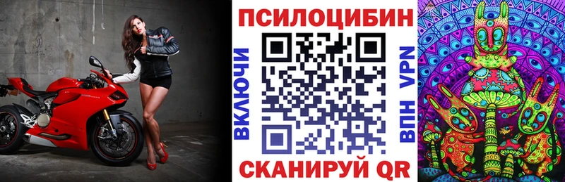 наркота  Зеленогорск  Псилоцибиновые грибы Cubensis 